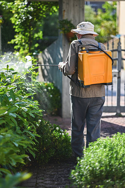 senior man spraying pesticide on plants in a home garden
