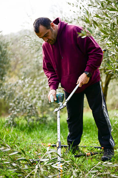 man spraying cut branches with fungicide after pruning olive trees